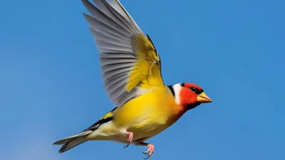 american goldfinch symbolism