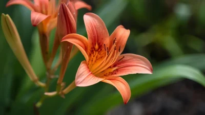 alstroemeria symbolism
