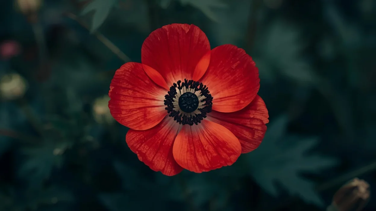 Anemone Flower Symbolism