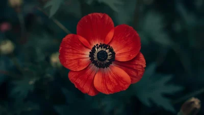 Anemone Flower Symbolism