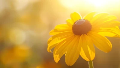 black eyed susan symbolism