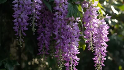 Clematis Symbolism