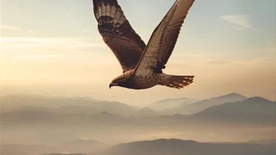 Hawk Symbolism Spiritual