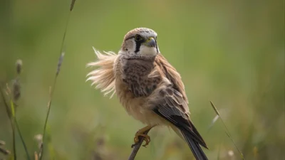 Kestrel Symbolism