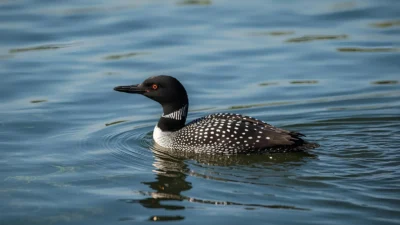 loon symbolism