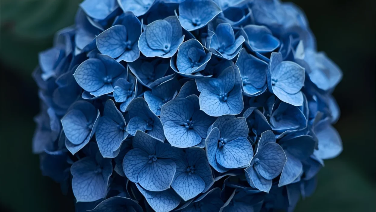 Hydrangea Symbolism Death