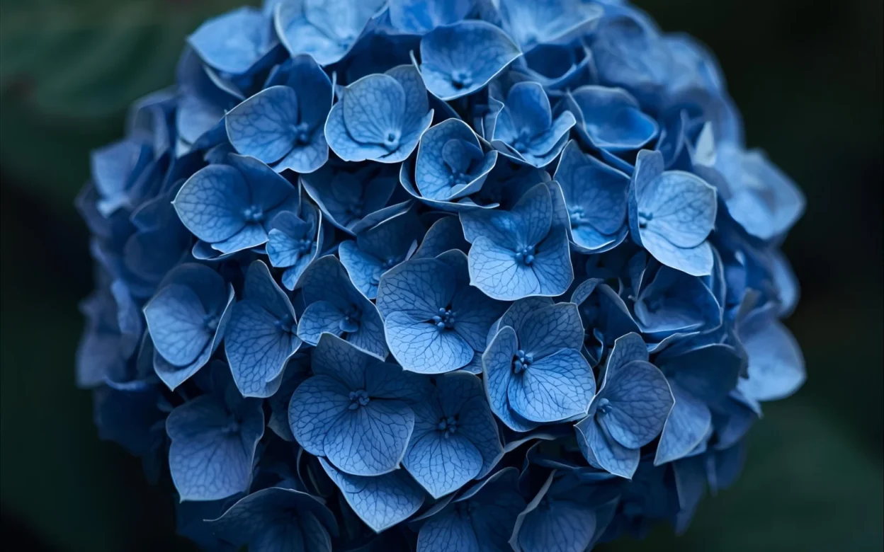 Hydrangea Symbolism Death