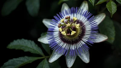 passion flower symbolism